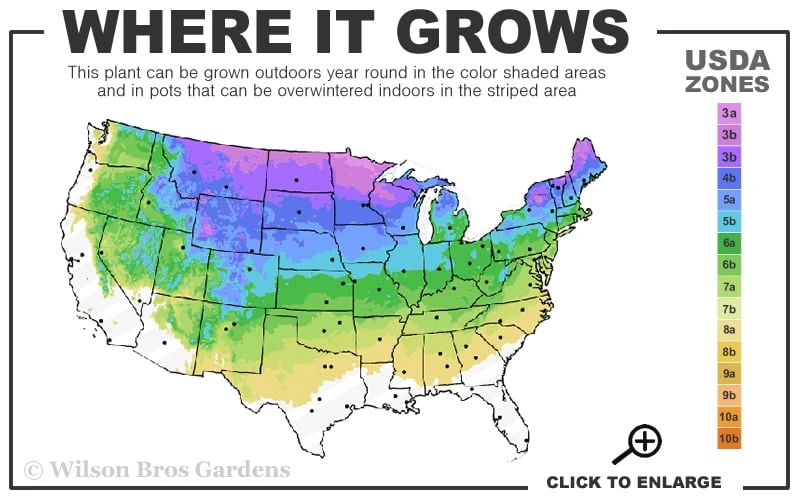 Dwarf Columnar Norway Spruce (Picea Abies 'Fastigiata Compacta') - 1 Gallon Pot - Image 3