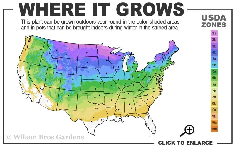Berry White Panicle Hydrangea - 3 Gallon Pot - Image 3