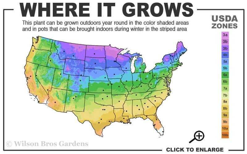 Waterslide Hosta Lily - 1 Gallon Pot - Image 3