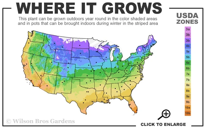 Orange Mint Plant - 4 Pack Of Quart Pots - Image 3