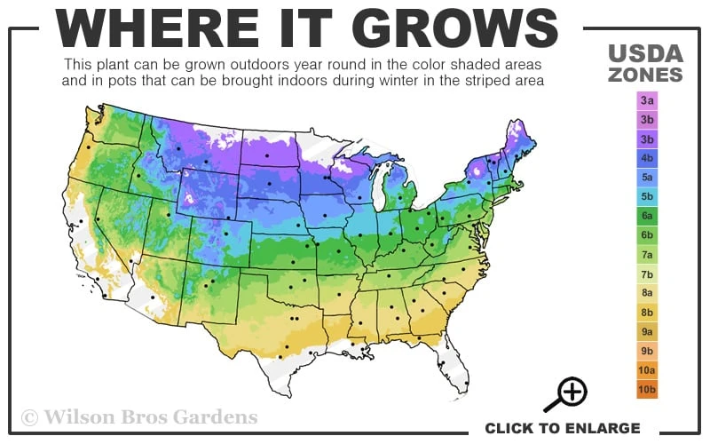 Silver Leaf Mountain Mint (Pycnanthemum Incanum) - 1 Gallon Pot - Image 3