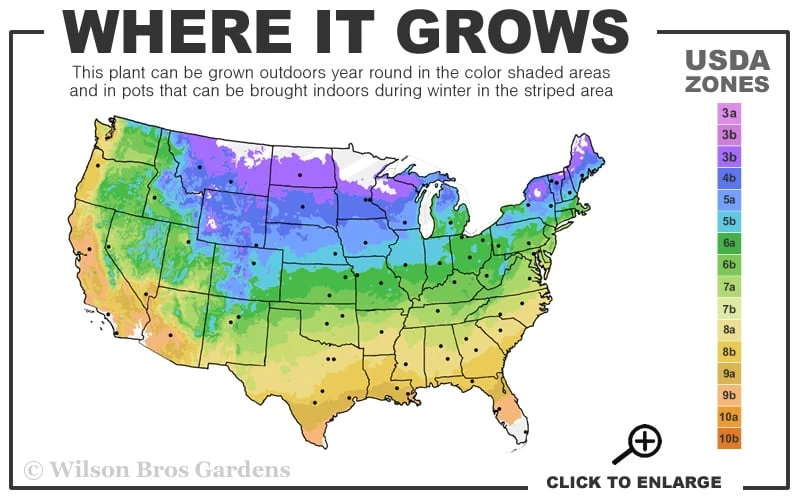 Caramel Heuchera (Villosa Hybrid) - 1 Gallon Pot - Image 3