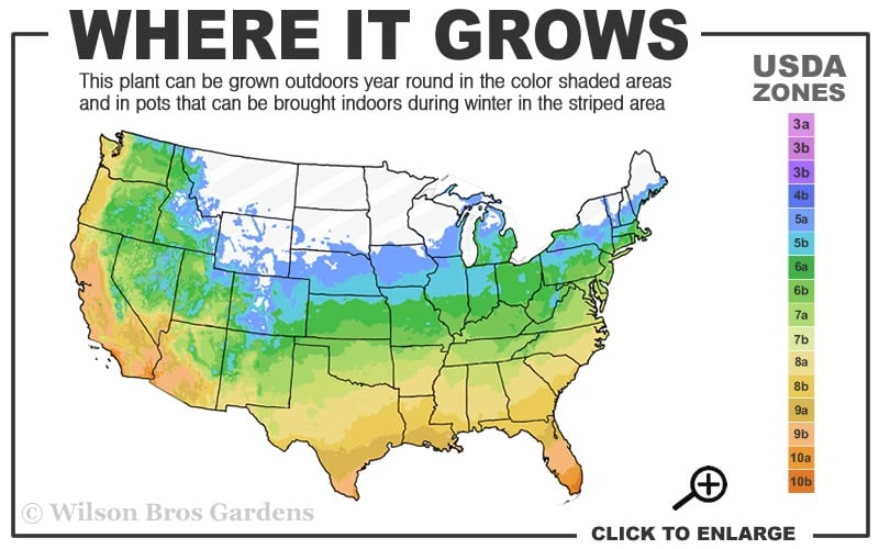 Tall Mondo Grass - 36 Pack Of 3.5" Pint Pots - Image 3