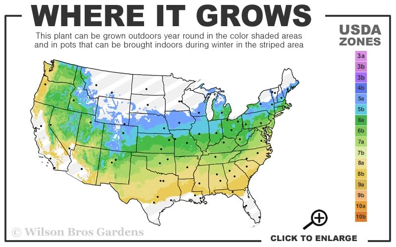 Painted Buckeye (Aesculus Sylvatica) - 1 Gallon Pot - Image 3
