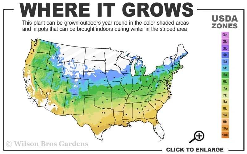Waveleaf Japanese Maple - 6 Gallon Pot - Image 3