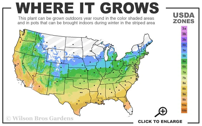 The Rising Sun Redbud Tree - 3 Gallon Pot - Image 3