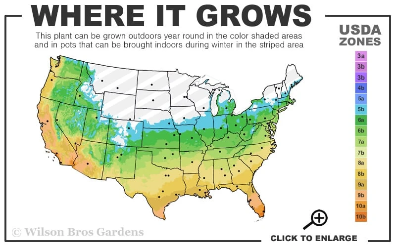 Claudia Wannamaker Southern Magnolia - 7 Gallon Pot (4-5') - Image 3