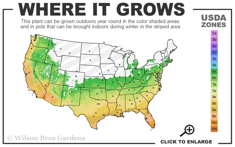 Russian 26 Cold Hardy Pomegranate - 3 Gallon Pot - Image 3