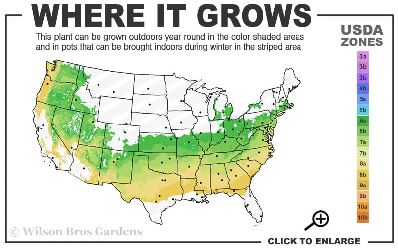Shiny Dancer Viburnum - 2 Gallon Pot - Image 3