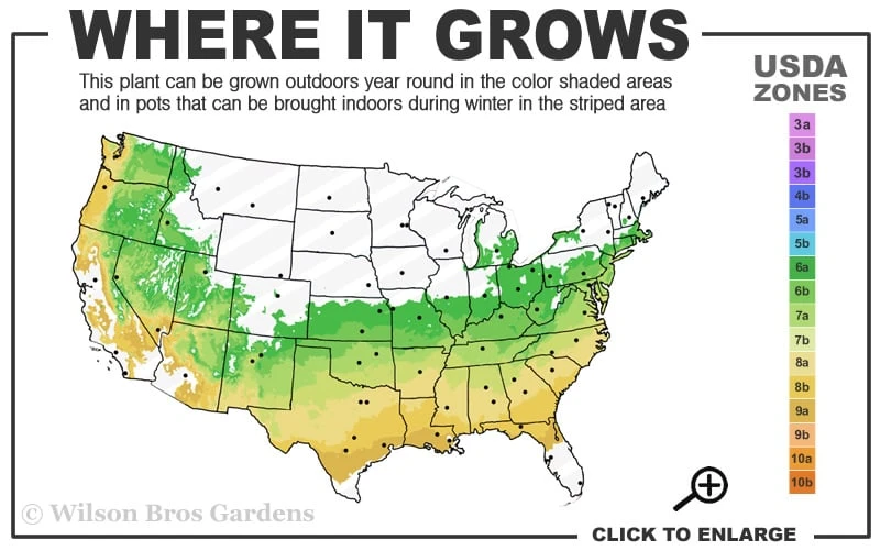 Sir Robert Dwarf Azalea - 1 Gallon Pot - Image 3