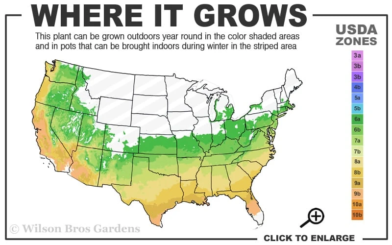 Variegated Boxwood Spiral Topiary - 7 Gallon Pot - Image 3