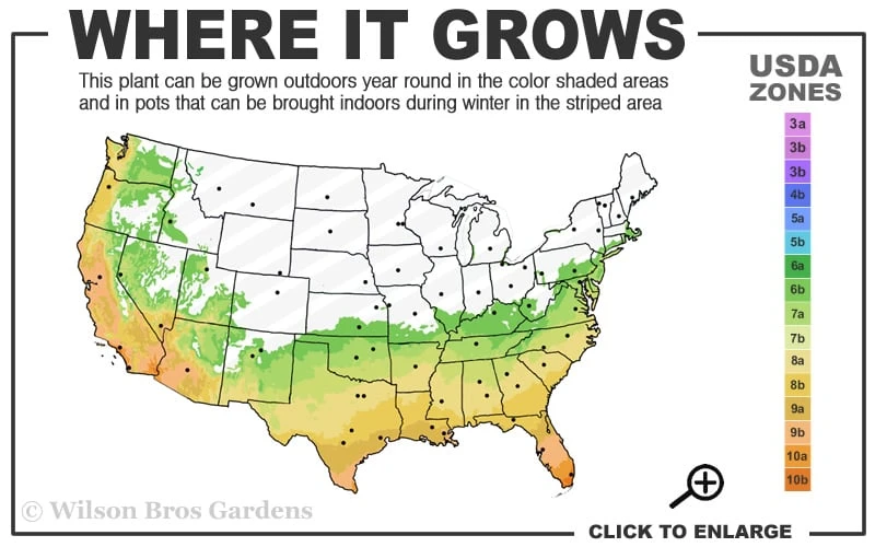 Blood Of China Fragrant Red Camellia Japonica - 1 Gallon Pot - Image 3