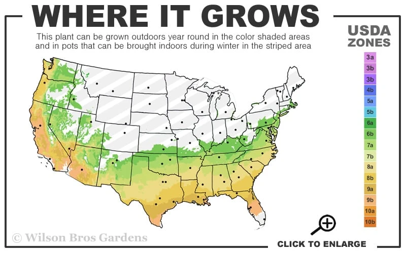 Ebony Flame Crape Myrtle - 3 Gallon Pot - Image 3