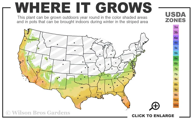Pink Flush Variegated Tea Olive (Osmanthus Fragrans 'Yinbi Shuanghui') - 1 Gallon Pot - Image 3