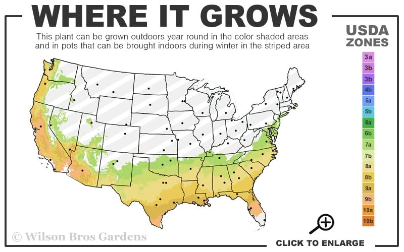 Professor Sargent Camellia Japonica - 1 Gallon Pot - Image 3