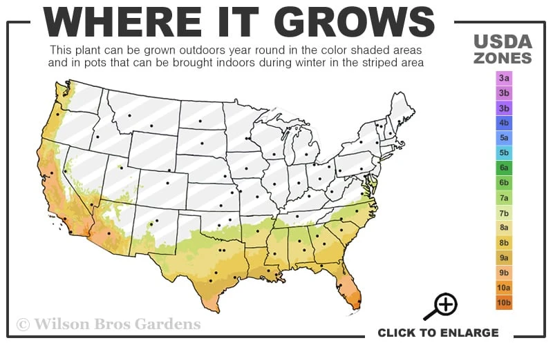 Formosa Southern Indica Azalea - 3 Gallon Pot - Image 3