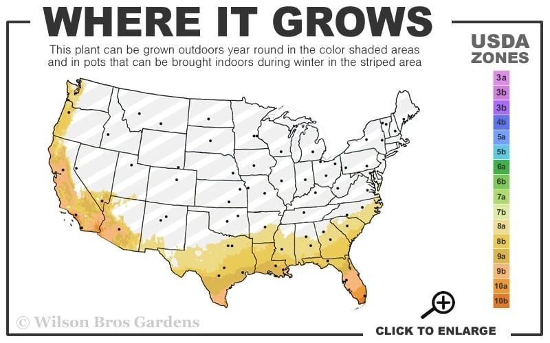 Variegated Gardenia - 1 Gallon Pot - Image 3