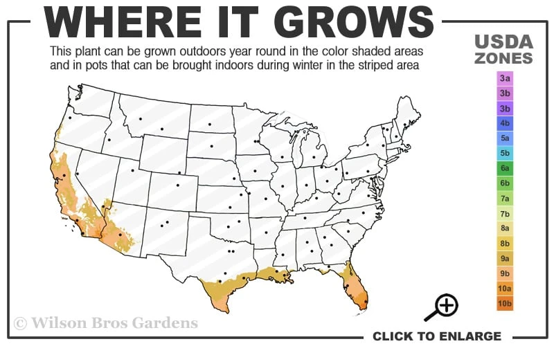 Blue Podocarpus Yew - 7 Gallon Pot - Image 3