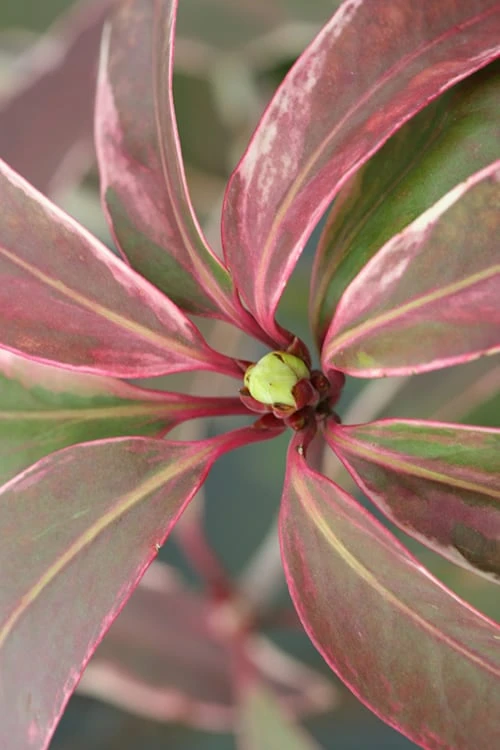 Pink Frost Florida Anise - Illicium Floridanum - 1 Gallon Pot - Image 7