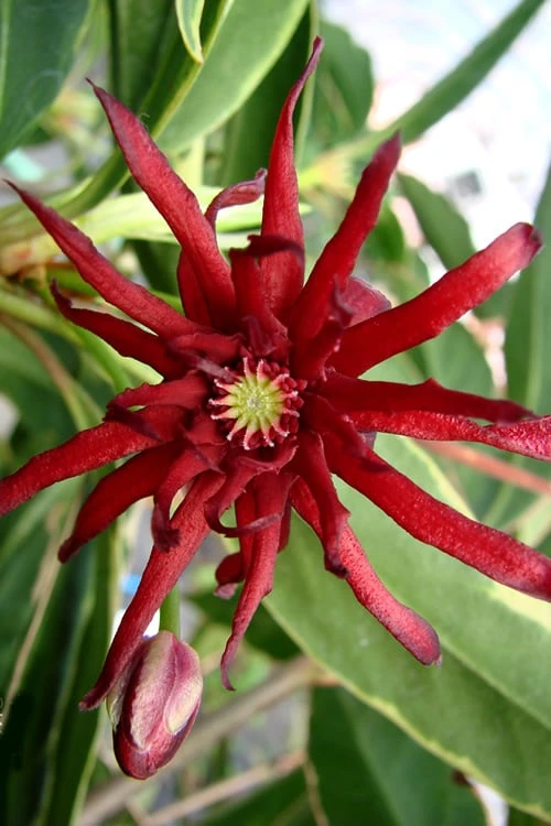 Pink Frost Florida Anise - Illicium Floridanum - 1 Gallon Pot - Image 5