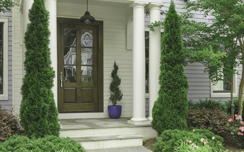 Degroots Spire Arborvitae - 3 Gallon Pot - Image 4