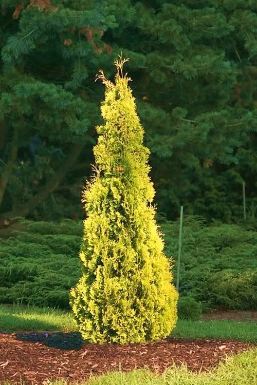 Yellow Ribbon Arborvitae (Thuja Occidentalis) - 1 Gallon Pot
