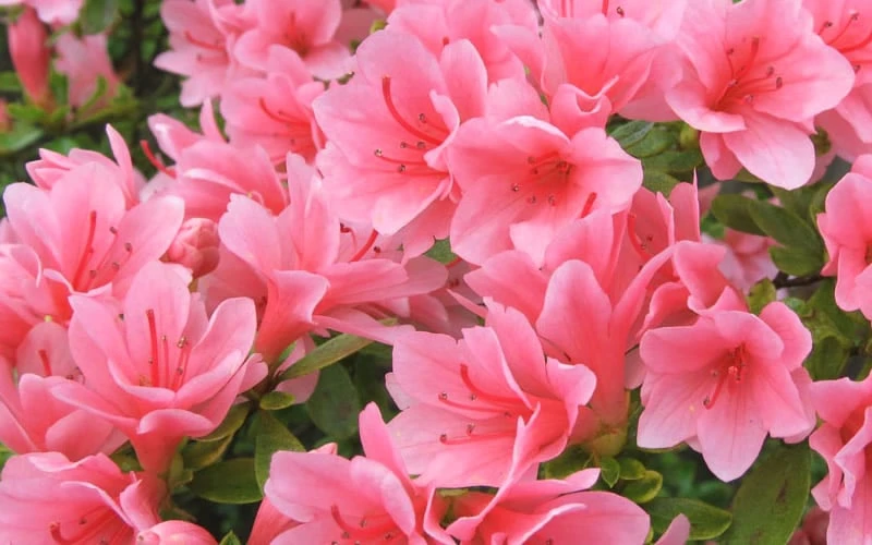 Coral Bells Azalea - 2 Gallon Pot - Image 4