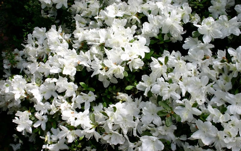 Delaware Valley White Azalea - 1 Gallon Pot - Image 5