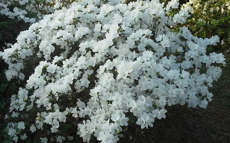 Delaware Valley White Azalea - 1 Gallon Pot - Image 6