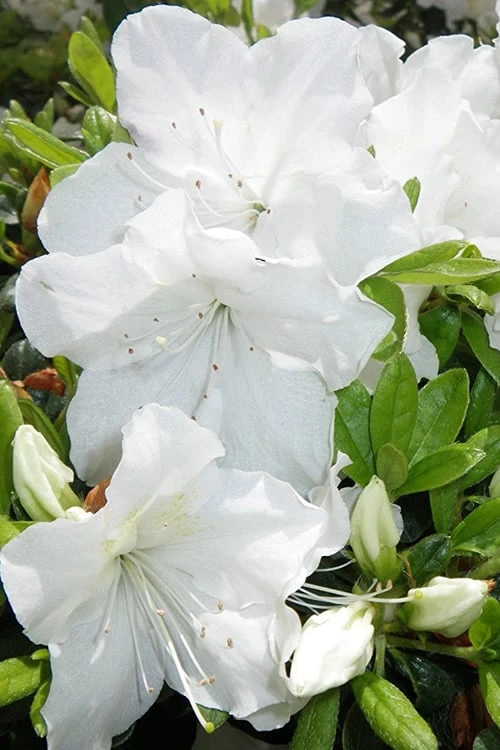 Girard's Pleasant White Azalea - 1 Gallon Pot - Image 5