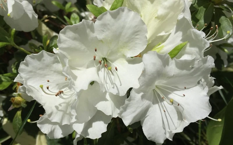 Girard's Pleasant White Azalea - 1 Gallon Pot - Image 4