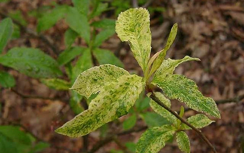 Dons Variegated Native Azalea - Rhododendron - 1 Gallon Pot - Image 4