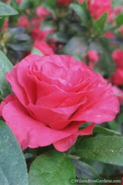 Rosebud Azalea - 1 Gallon Pot