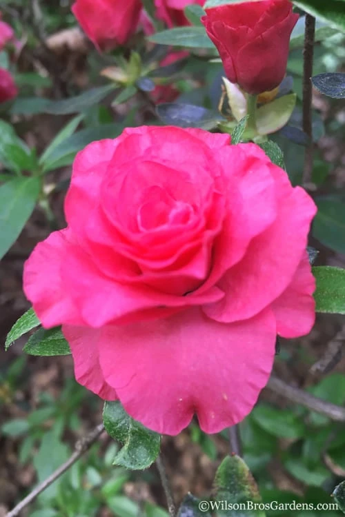 Rosebud Azalea - 6 Pack Of 1 Gallon Pots - Image 5