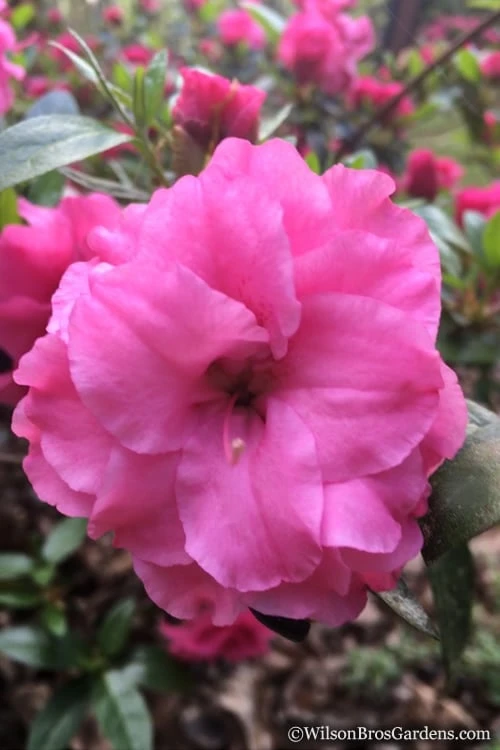 Rosebud Azalea - 2 Gallon Pot - Image 6