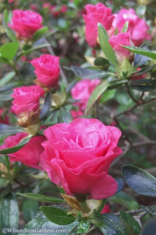 Rosebud Azalea - 2 Gallon Pot - Image 4