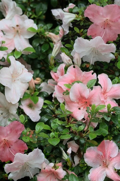 Sir Robert Dwarf Azalea - 1 Gallon Pot - Image 5