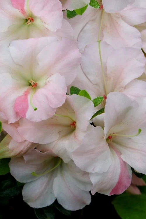 Sir Robert Dwarf Azalea - 1 Gallon Pot - Image 4