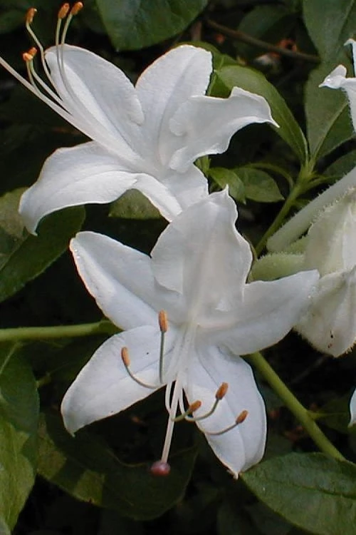 Texas Azalea (Rhododendron Oblongifolium) - 3 Gallon Pot - Image 4