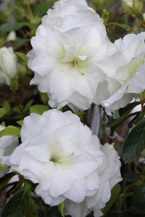 White Rosebud Azalea - 1 Gallon Pot