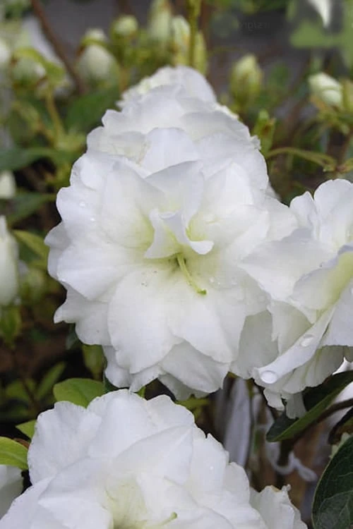 White Rosebud Azalea - 1 Gallon Pot - Image 4