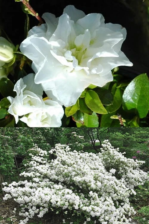 White Rosebud Azalea - 1 Gallon Pot - Image 5