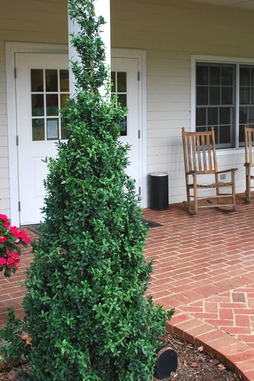 Dee Runk Columnar Boxwood - 1 Gallon Pot