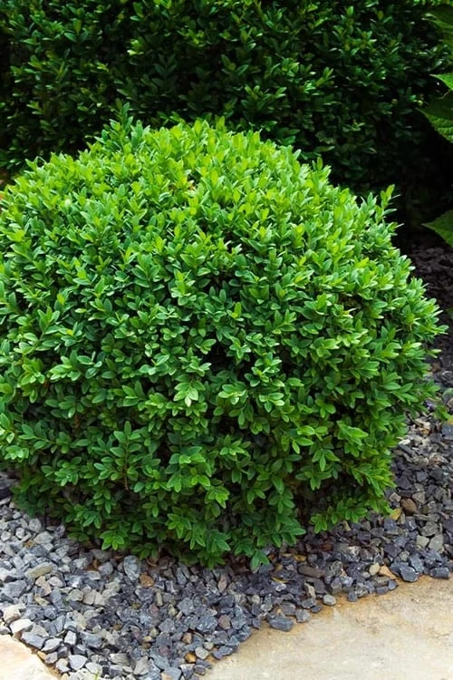 Dwarf English Boxwood - 2 Gallon Pot