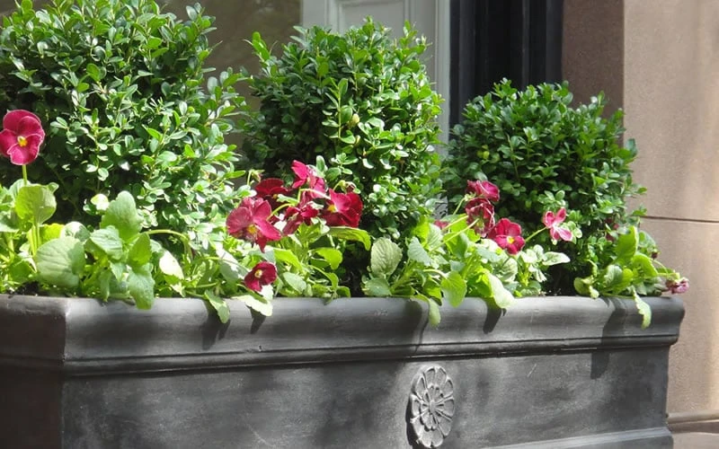 Dwarf English Boxwood - 2 Gallon Pot - Image 5