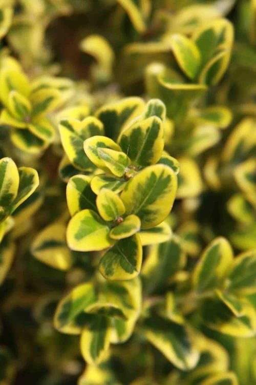 Golden Triumph Variegated Dwarf Boxwood - 3 Gallon Pot - Image 6