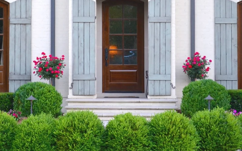 Japanese Boxwood (Buxus Microphylla) - 7 Gallon Pot - Image 5