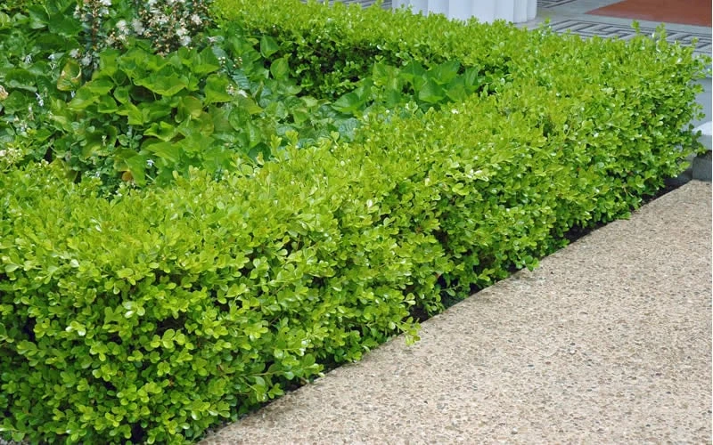 Japanese Boxwood (Buxus Microphylla) - 7 Gallon Pot - Image 4