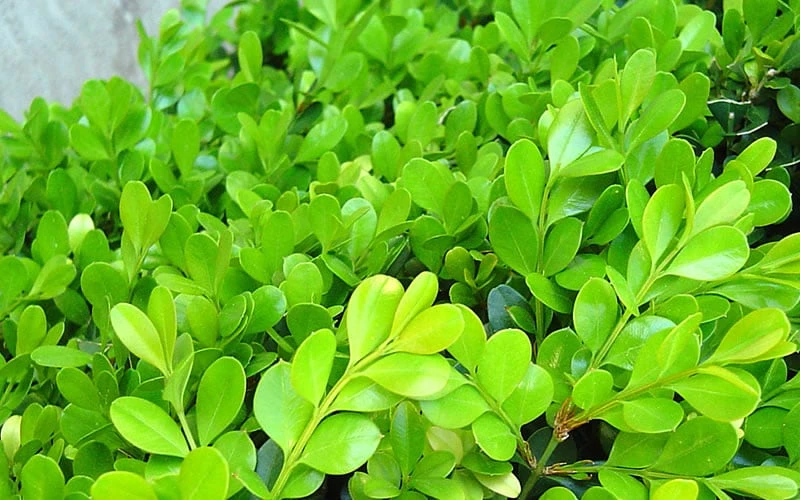 Japanese Boxwood (Buxus Microphylla) - 7 Gallon Pot - Image 8
