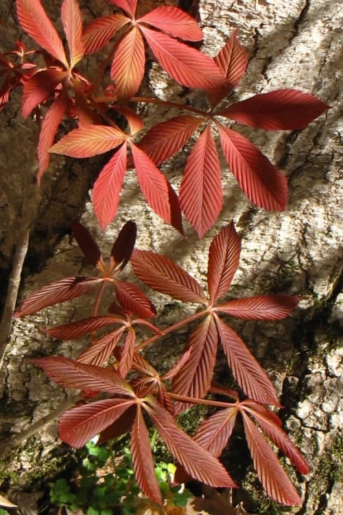 Painted Buckeye (Aesculus Sylvatica) - 1 Gallon Pot - Image 6